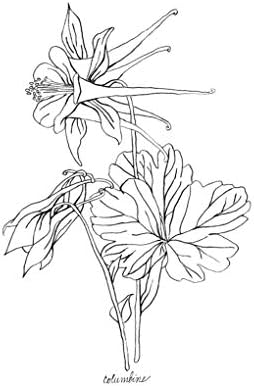 Съвременните ботанически щампи | Черно-бели Диви цветя от Ink Inc. | Минималистичные рисунки цветни линии | Комплект от 6 рисунки с размер 8x10 без рамка