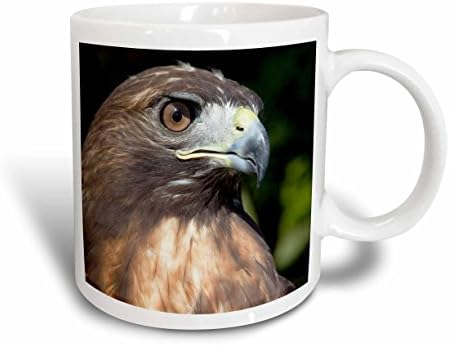 Керамична чаша 3dRose mug_70329_1 USVI, Sainte-Croix, краснохвостый ястреб птица-CA37 AJN0035 - Алисън Джоунс, 11 грама, многоцветен