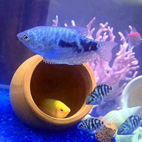 BCSIUHD Украса за вашия аквариум - Керамичен съд За Аквариум, Пещера Аквариум, Декоративни Аксесоари за Бойни риби, скариди, cichlid и т.н. да играят, да се размножава, да се Крият и да се Отпуснете